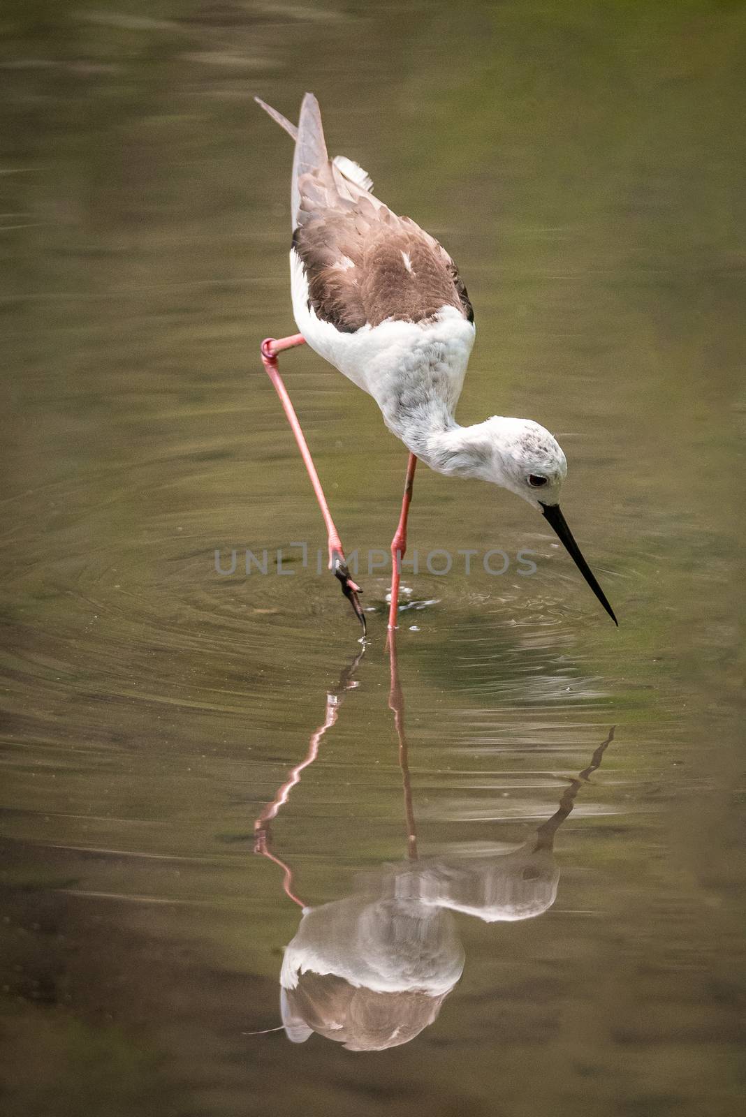 Black-winged stilt is reflected in the water of a pond in search of food, a naturalistic image