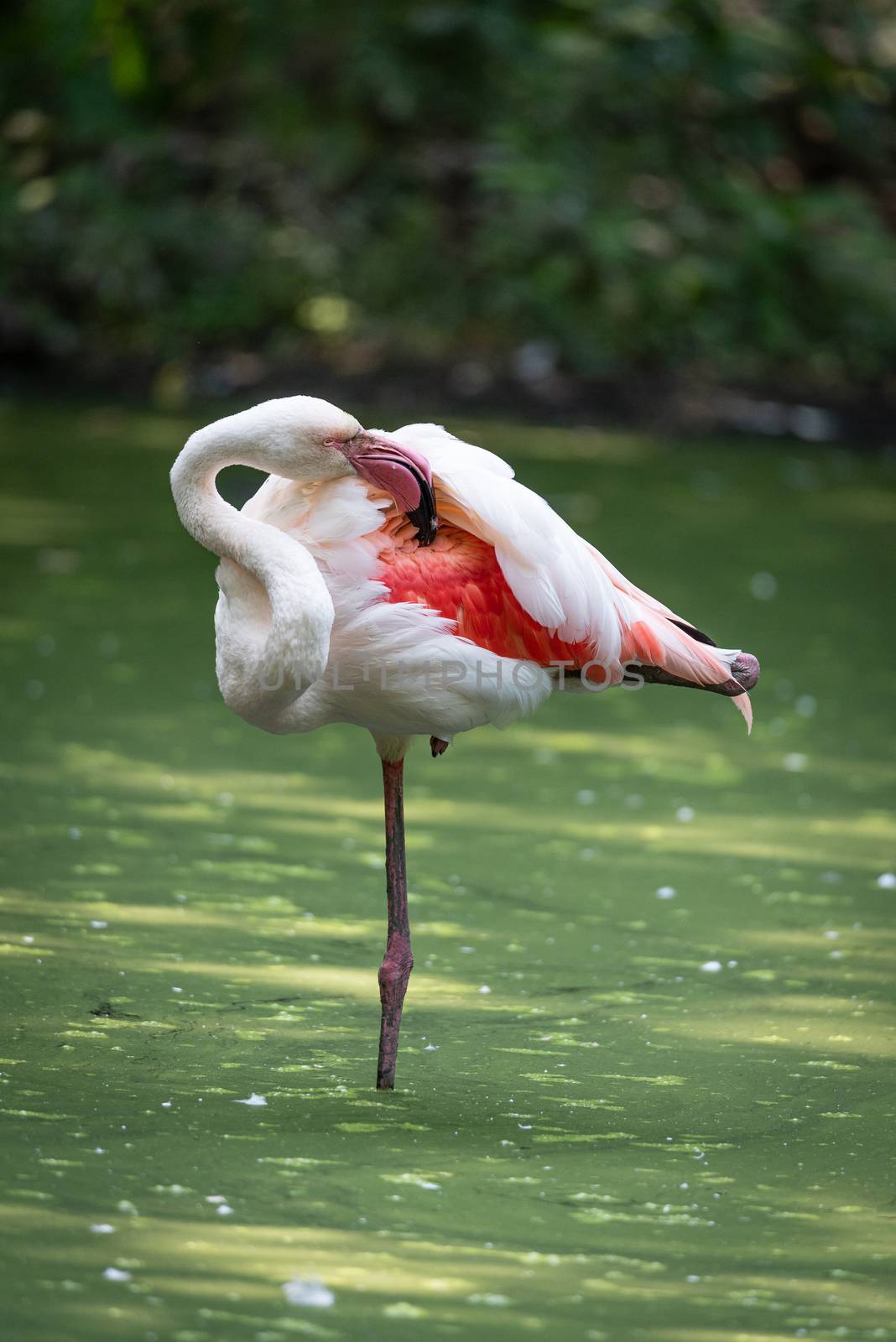 Pink flamingo immersed in the water of a pond, naturalistic image