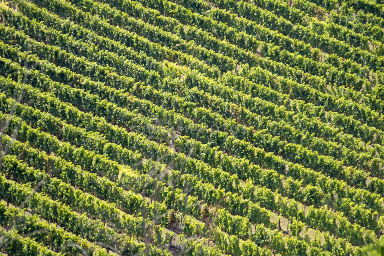 texture of a vineyard of grape plants viewed from afar