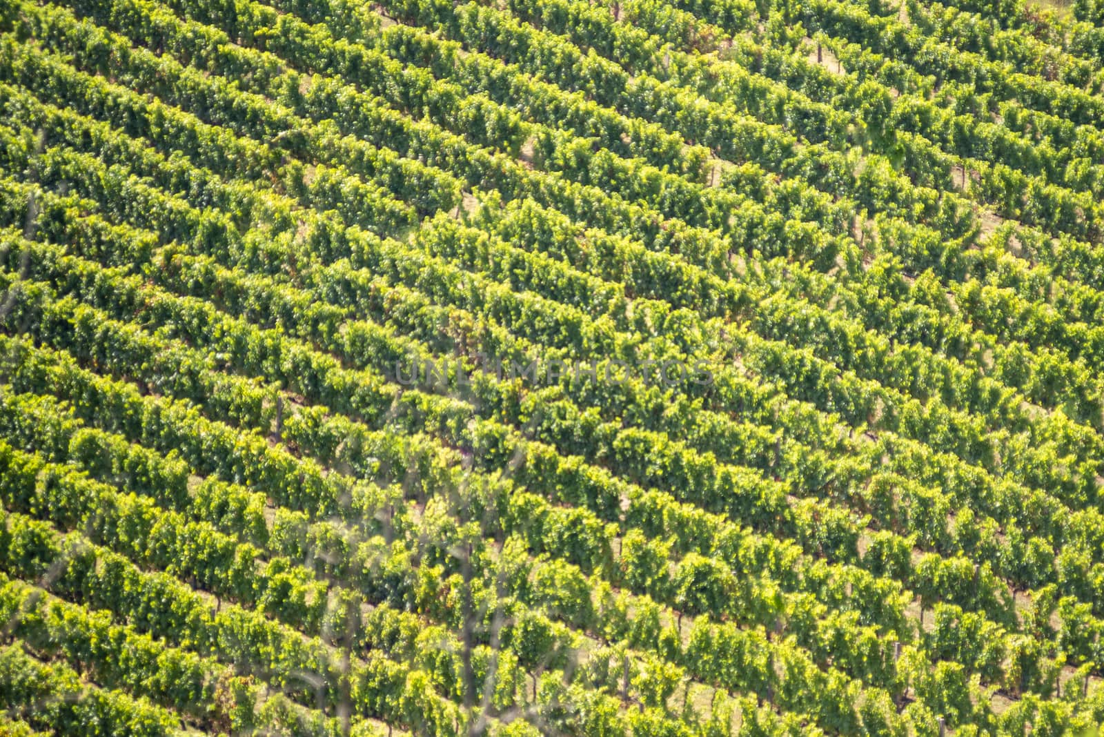 texture of a vineyard of grape plants viewed from afar