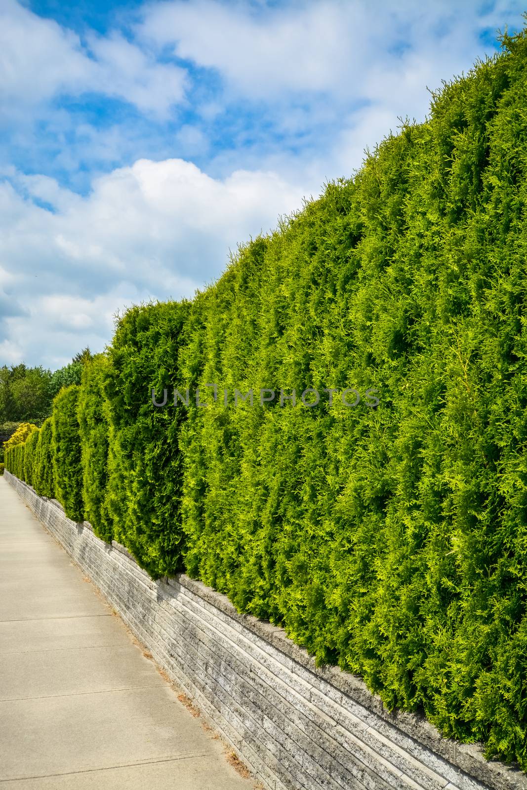 Long green hedge on land terrace along concrete sidewalk on cloudy sky background