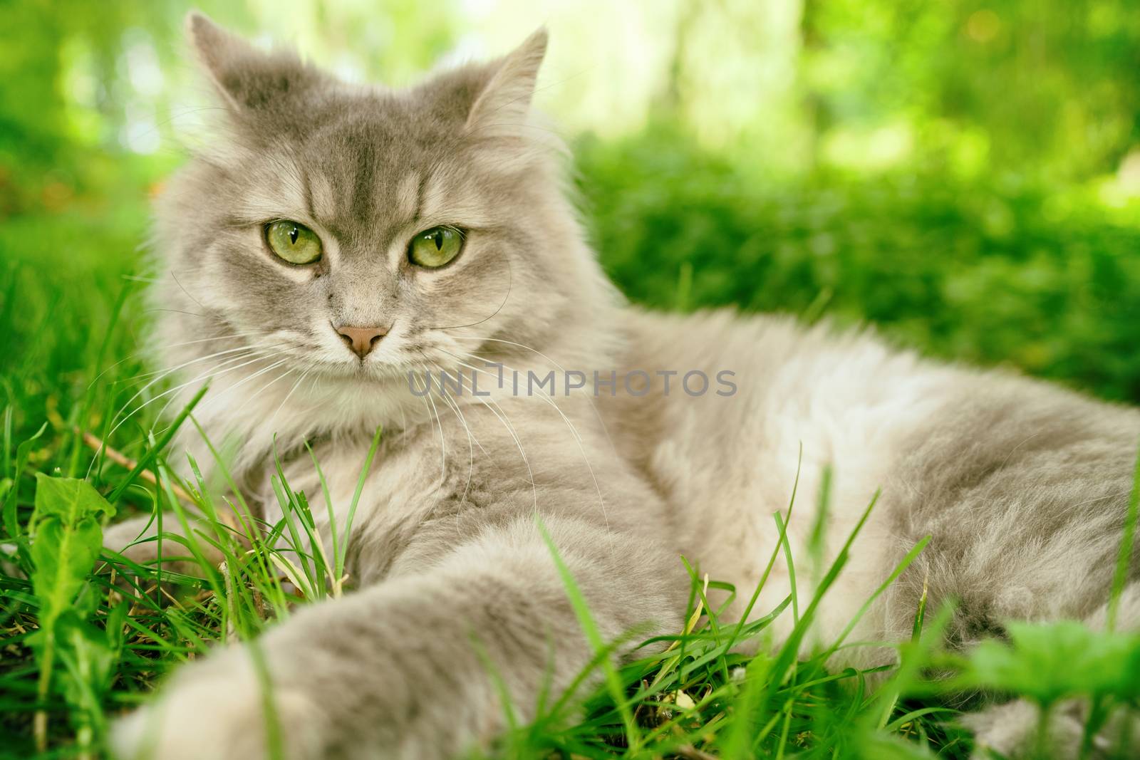 Cat in green summer grass outside in garden. Grey long hair Ragdoll with green eyes by Maridav