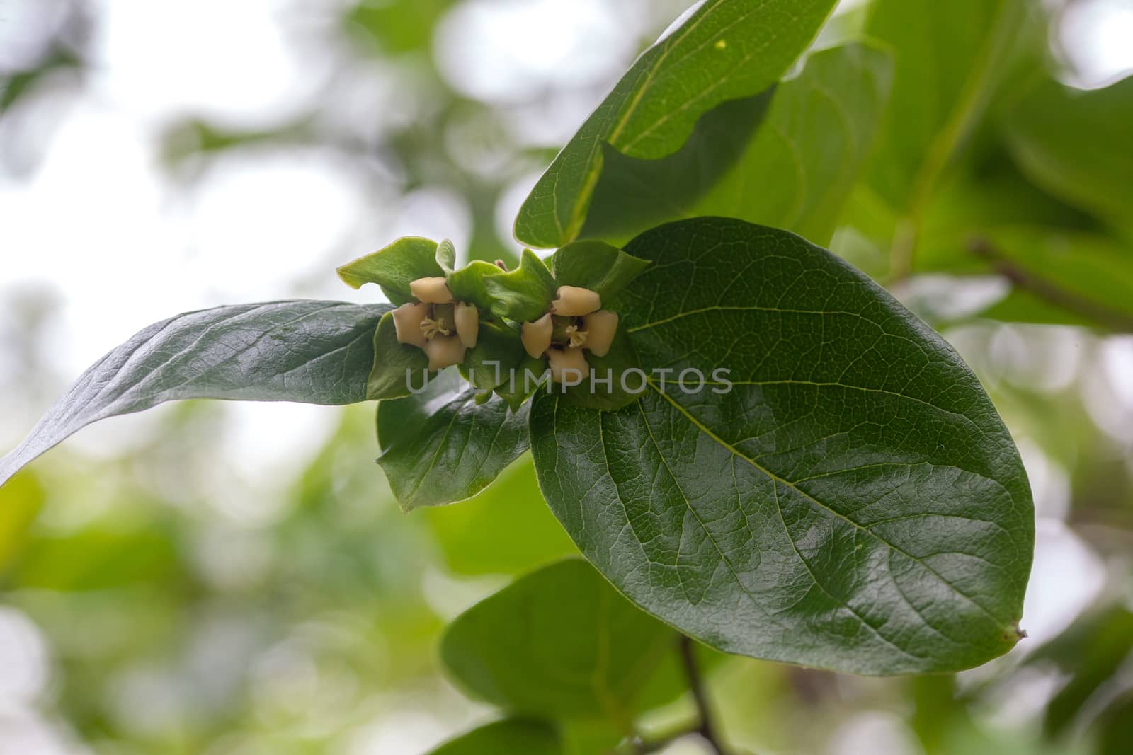 Blooming branch of persimmon with leaves