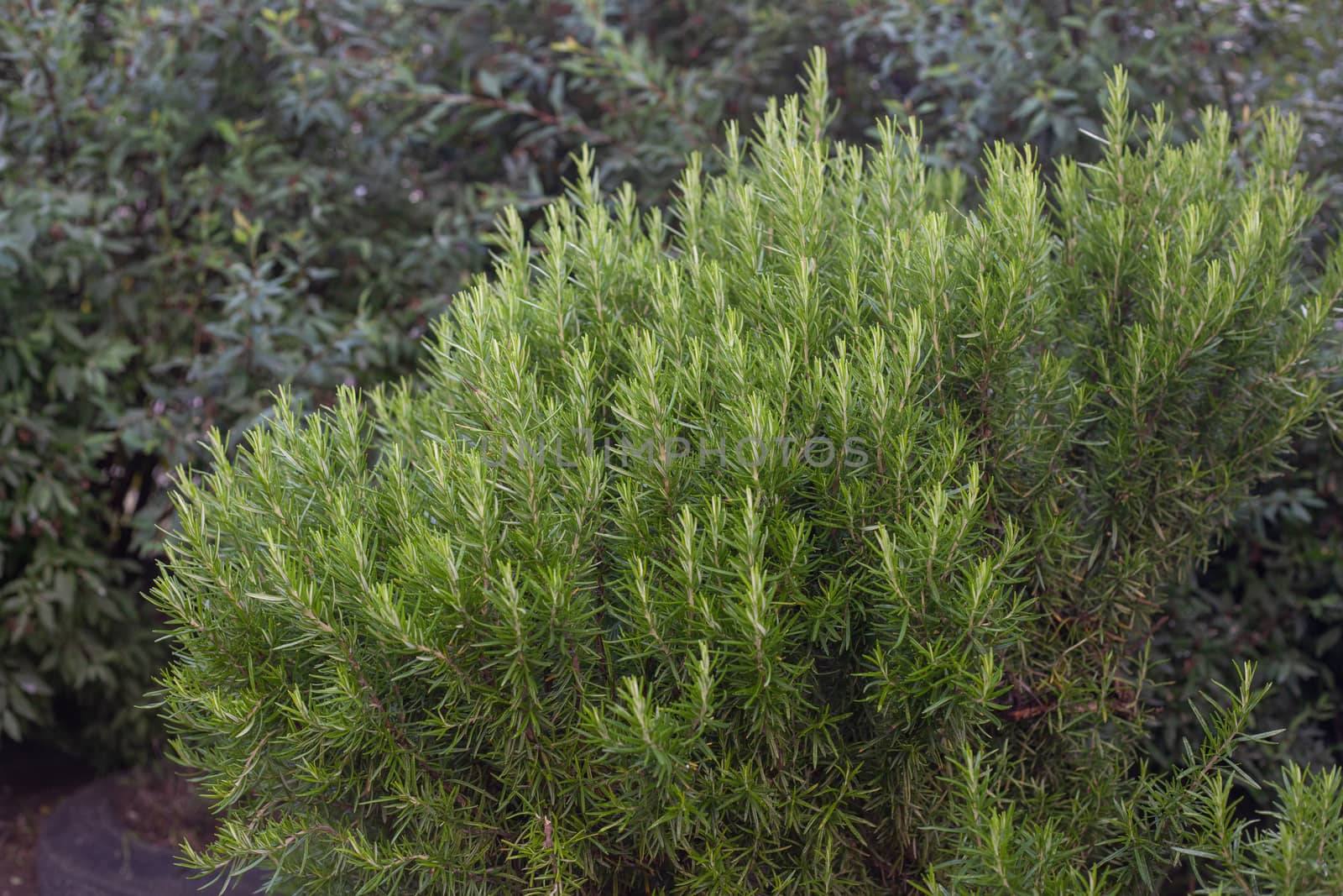 Green bush of rosemary at summer day