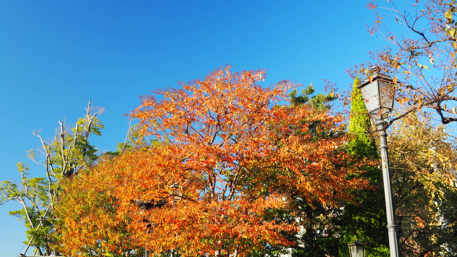 Autumn leaves and clear blue sky with yellow and red color.