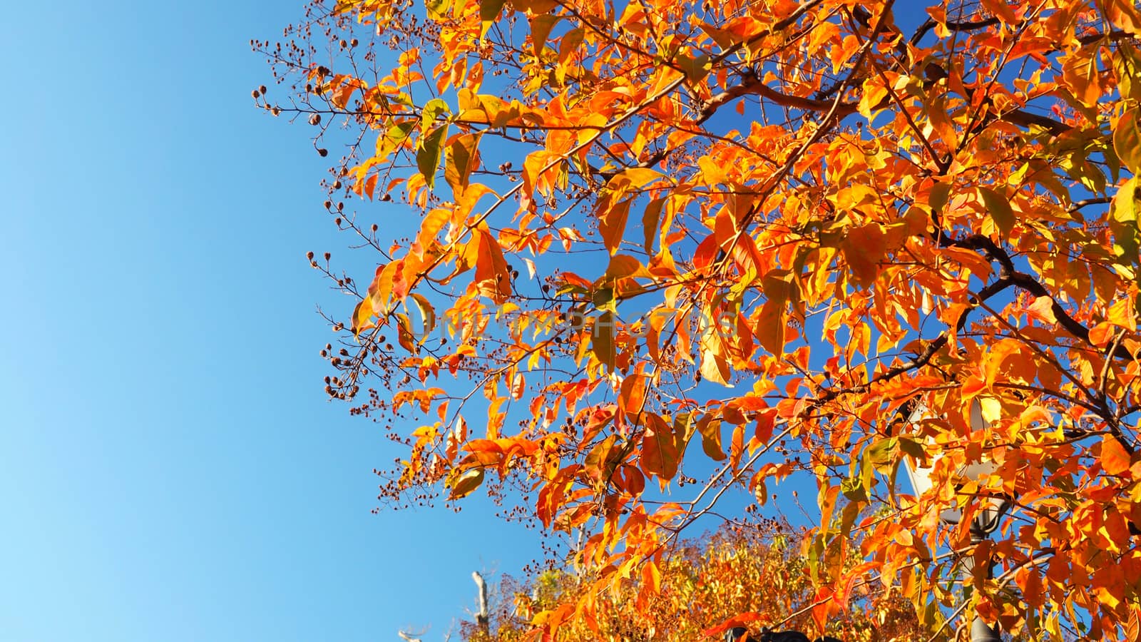 Autumn leaves and clear blue sky with yellow and red color.