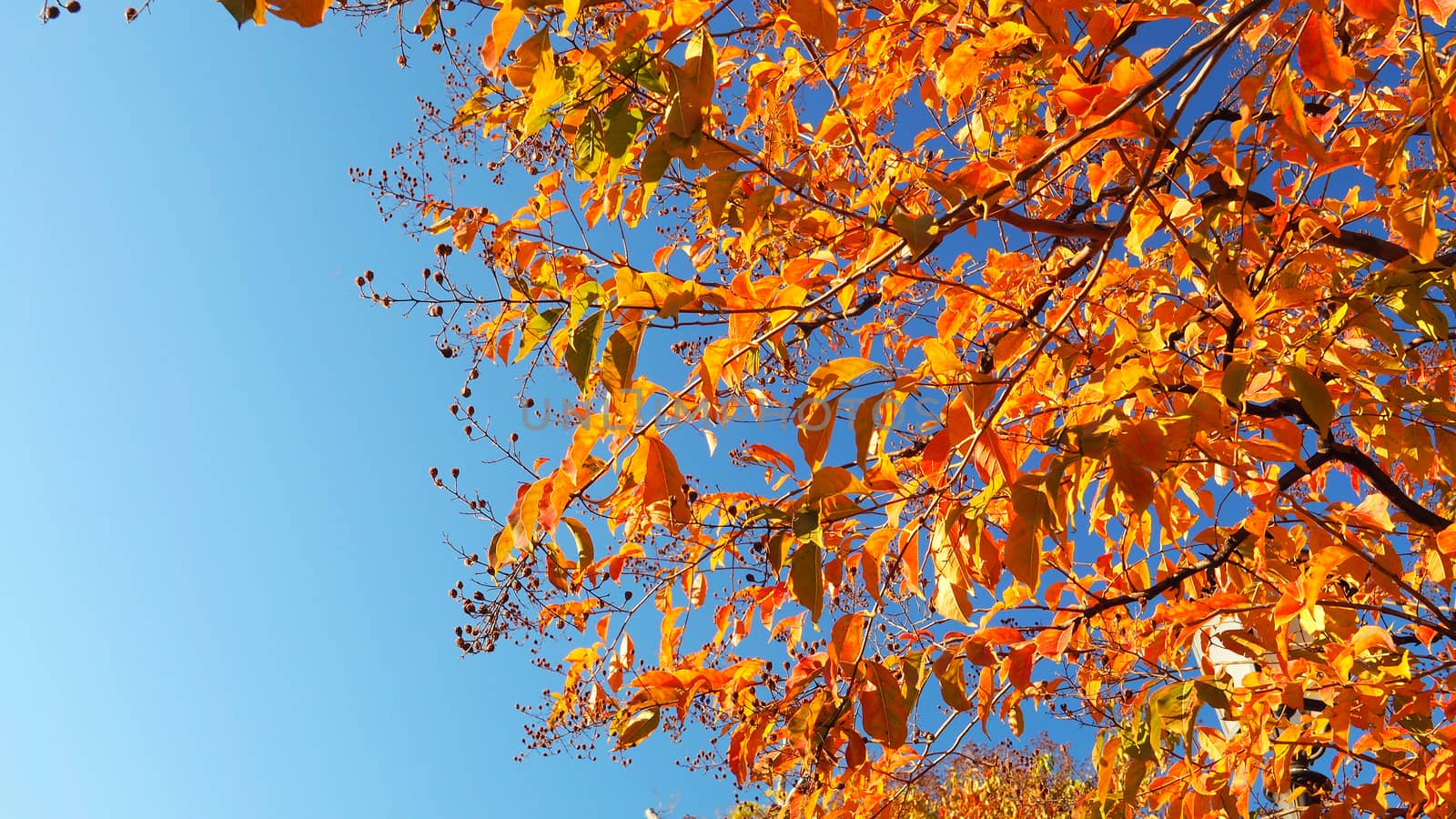Autumn leaves and clear blue sky with yellow and red color.