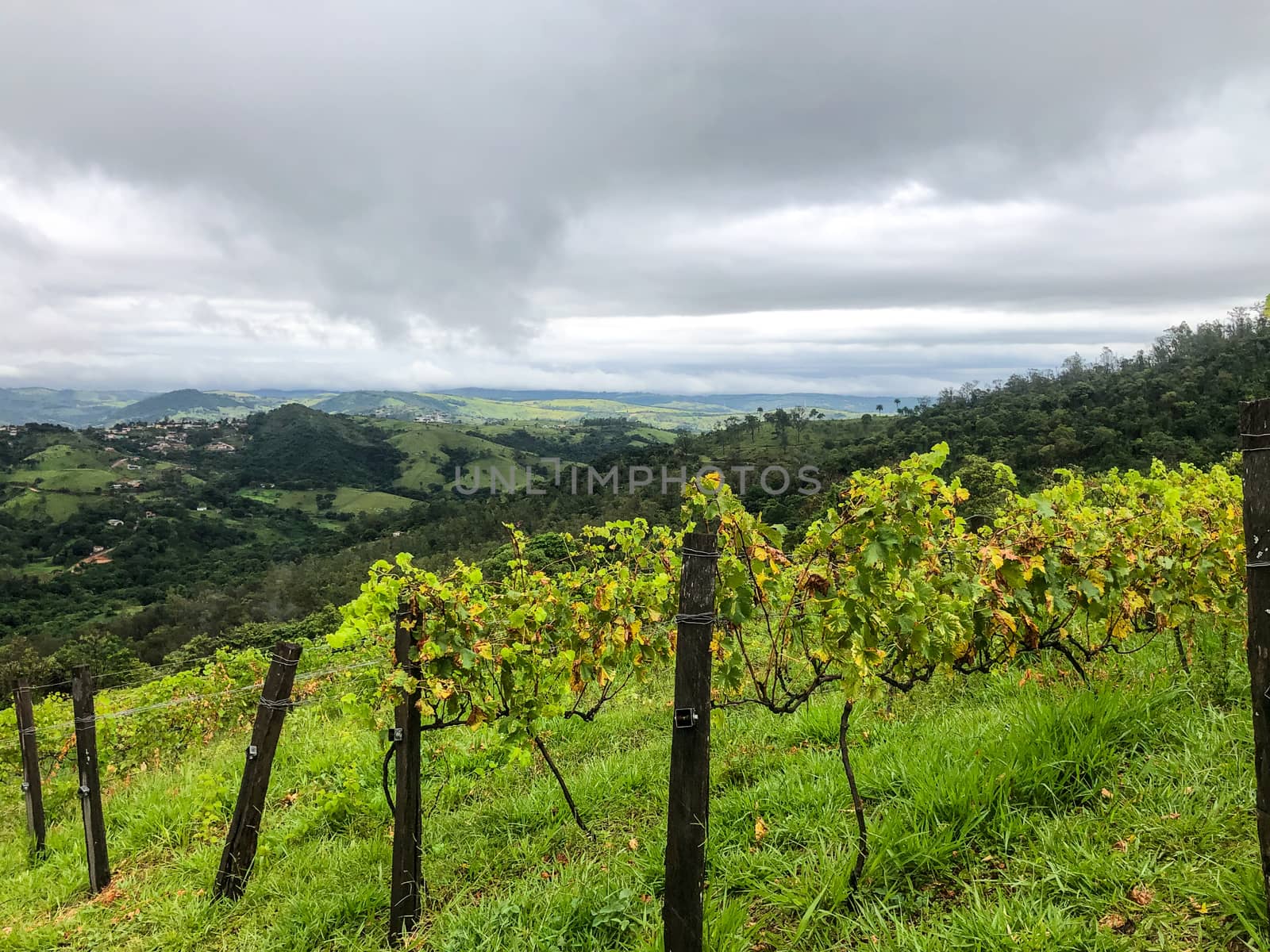 Vineyards in the mountain during cloudy raining season by Bonandbon