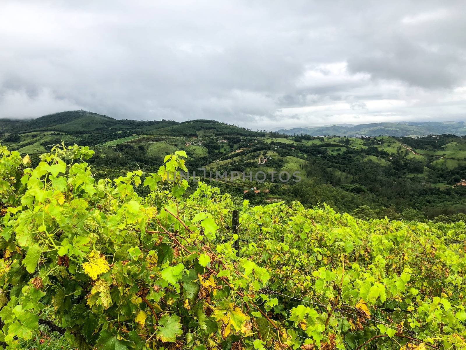 Close up of vineyards in the mountain during cloudy raining season. Grapevines in the green hills. Vineyards for making wine grown in the valleys on rainy days and fog blowing through.