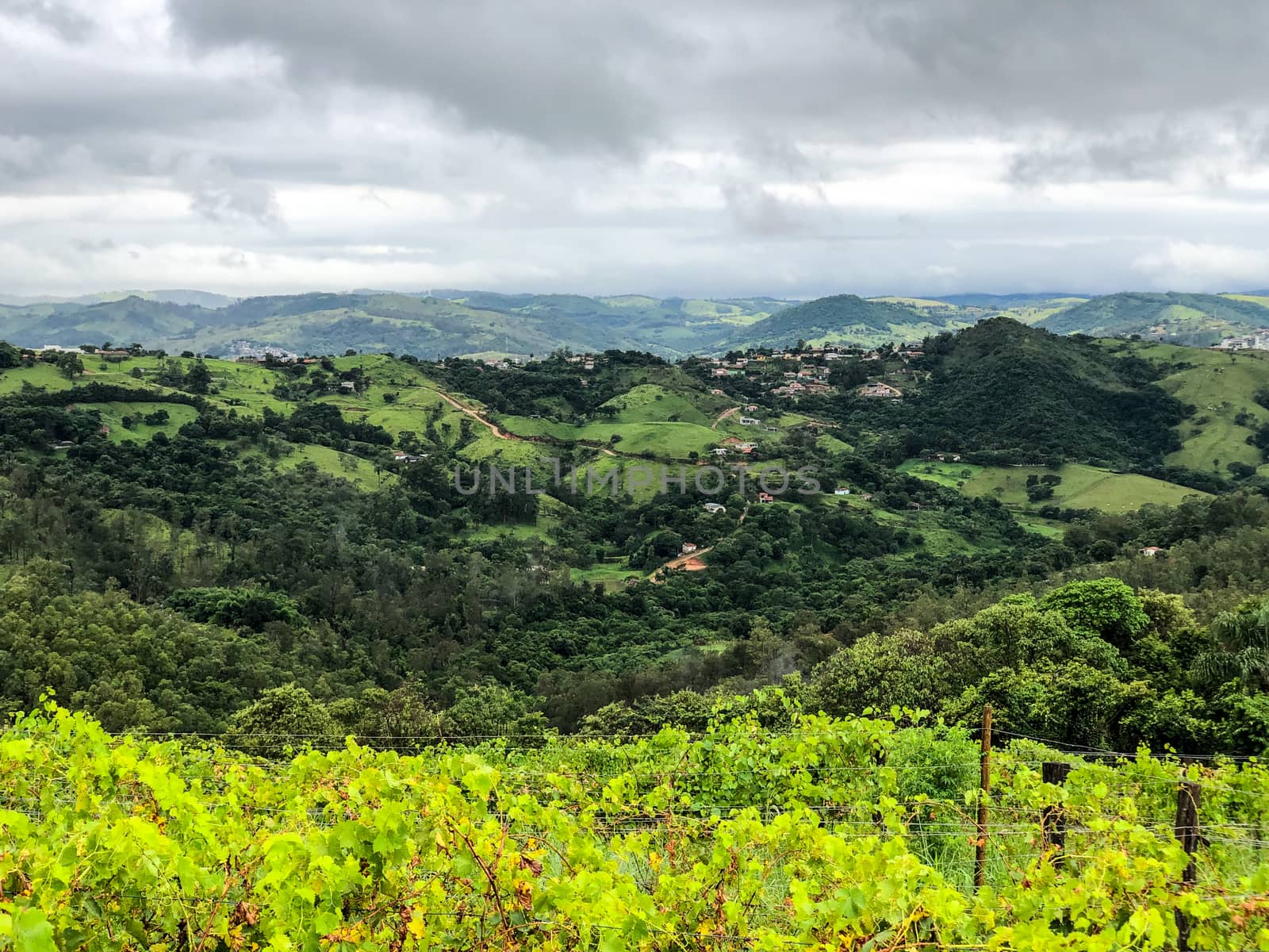 Vineyards in the mountain during cloudy raining season by Bonandbon