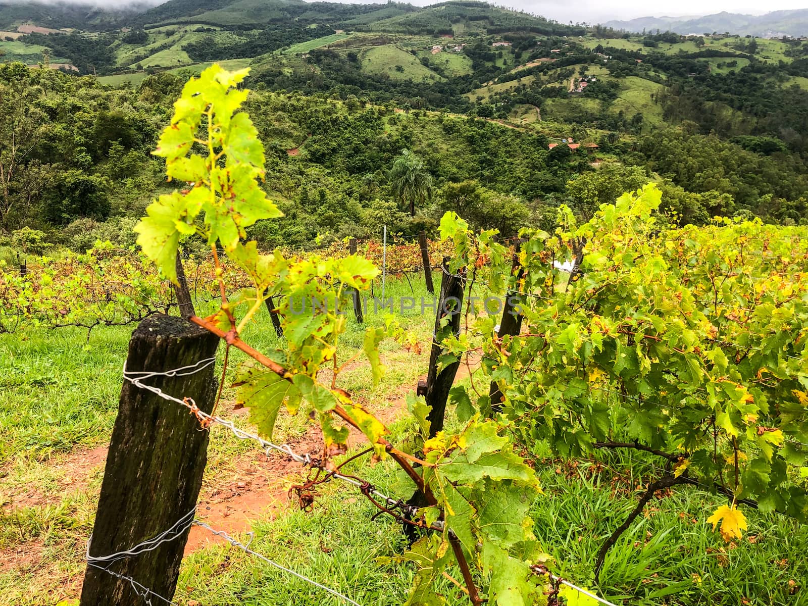 Close up vineyards in the mountain during cloudy raining season by Bonandbon