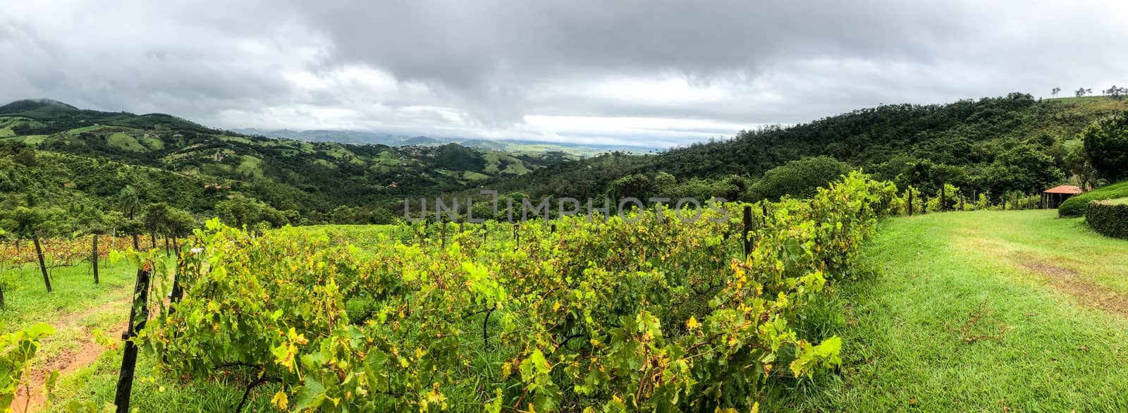 Vineyards in the mountain during cloudy raining season by Bonandbon