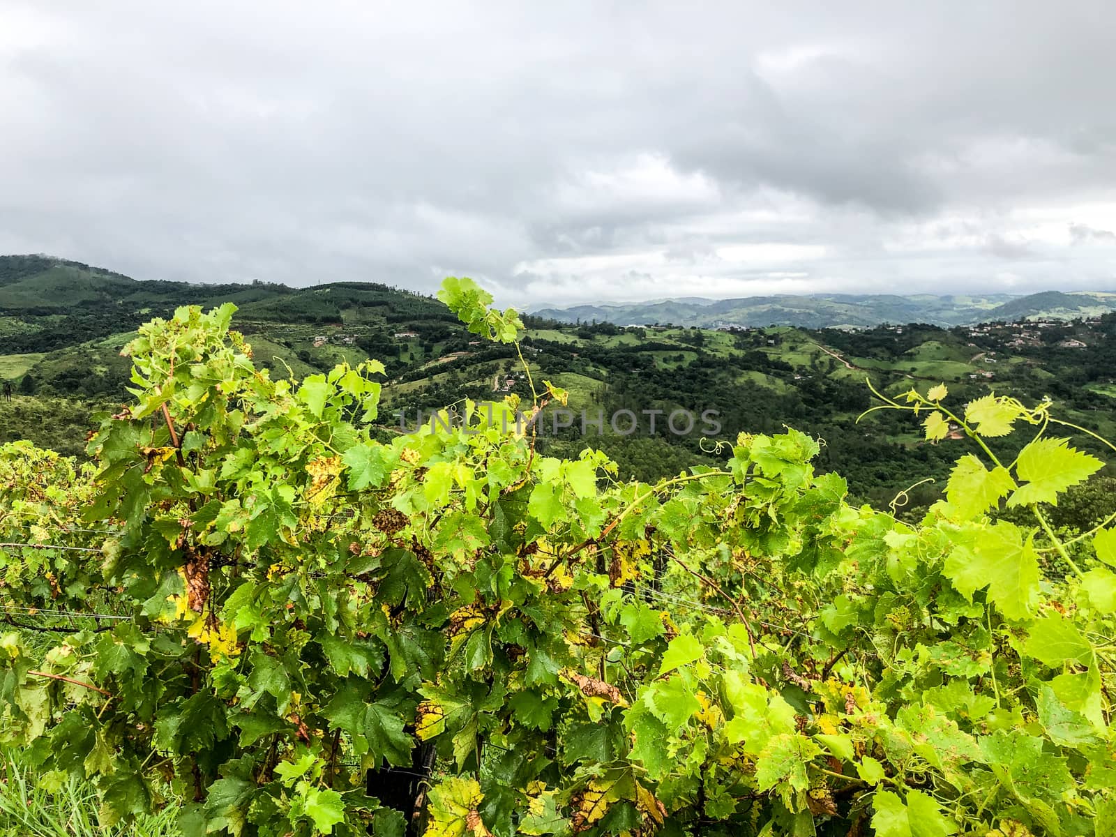 Vineyards in the mountain during cloudy raining season by Bonandbon