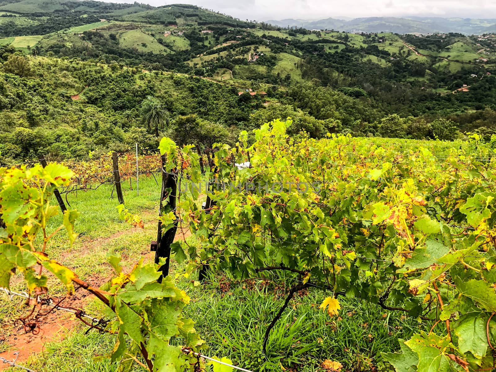 Vineyards in the mountain during cloudy raining season by Bonandbon