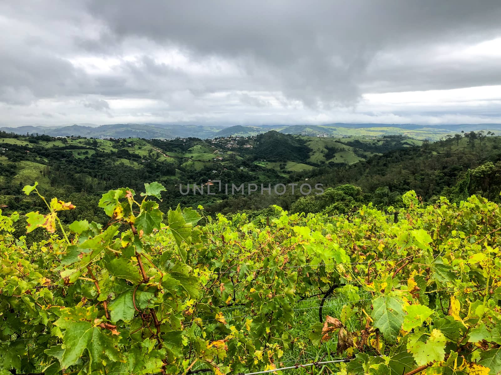 Vineyards in the mountain during cloudy raining season. Grapevines in the green hills. Vineyards for making wine grown in the valleys on rainy days and fog blowing through.