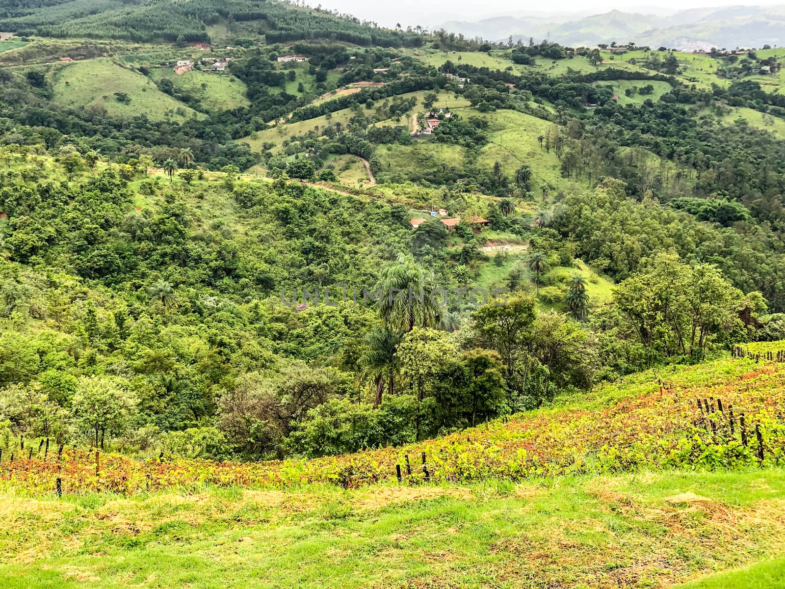 Vineyards in the mountain during cloudy raining season. Grapevines in the green hills. Vineyards for making wine grown in the valleys on rainy days and fog blowing through.