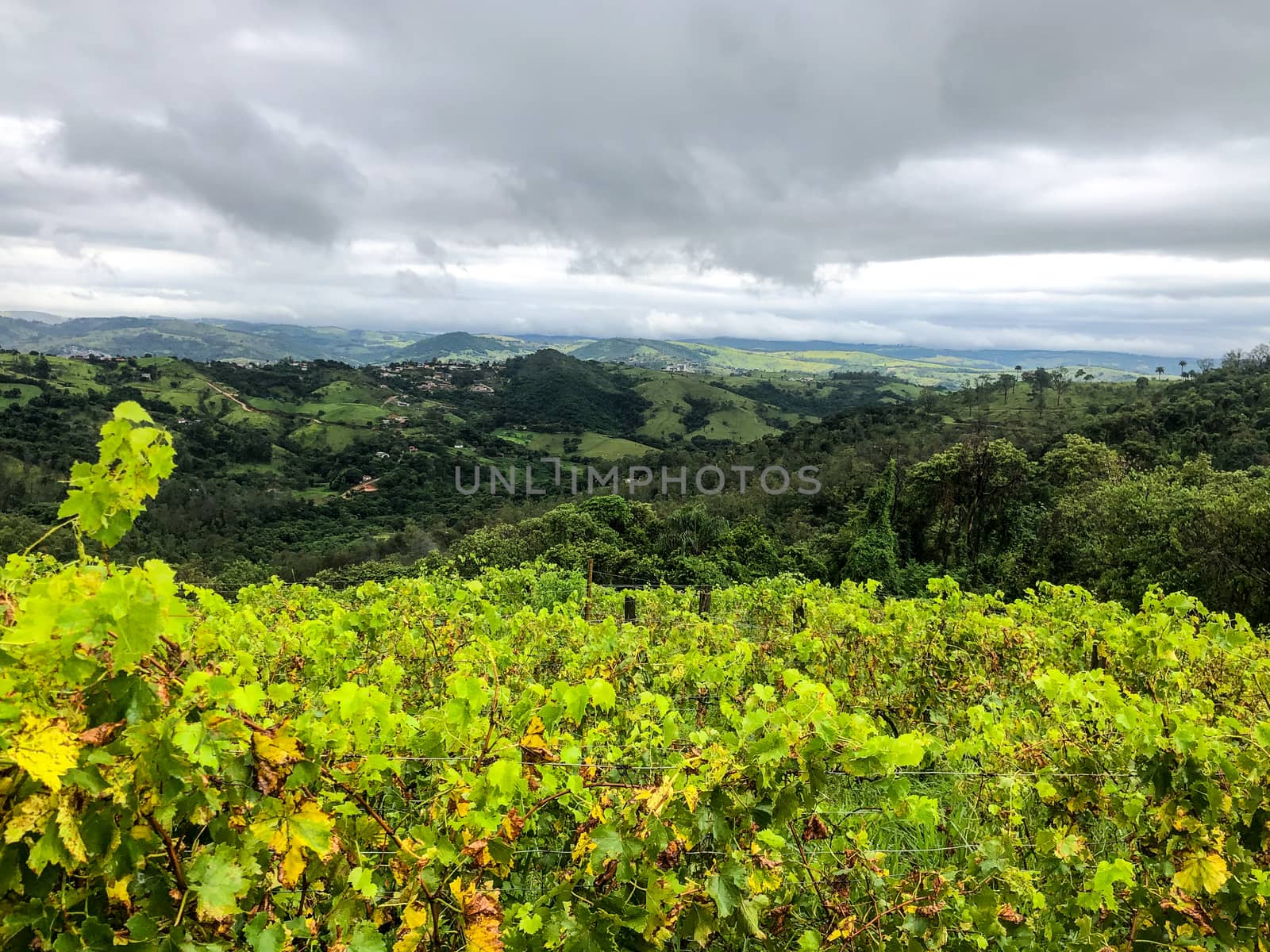 Vineyards in the mountain during cloudy raining season. Grapevines in the green hills. Vineyards for making wine grown in the valleys on rainy days and fog blowing through.