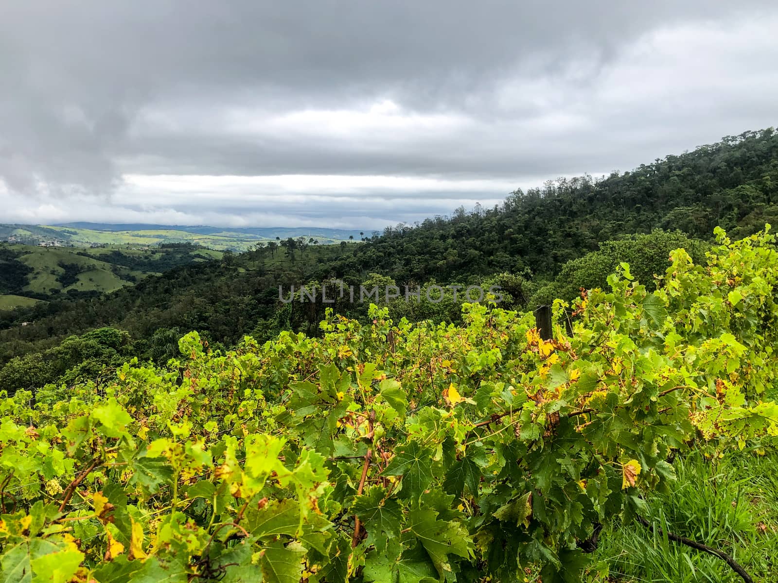 Close up vineyards in the mountain during cloudy raining season by Bonandbon