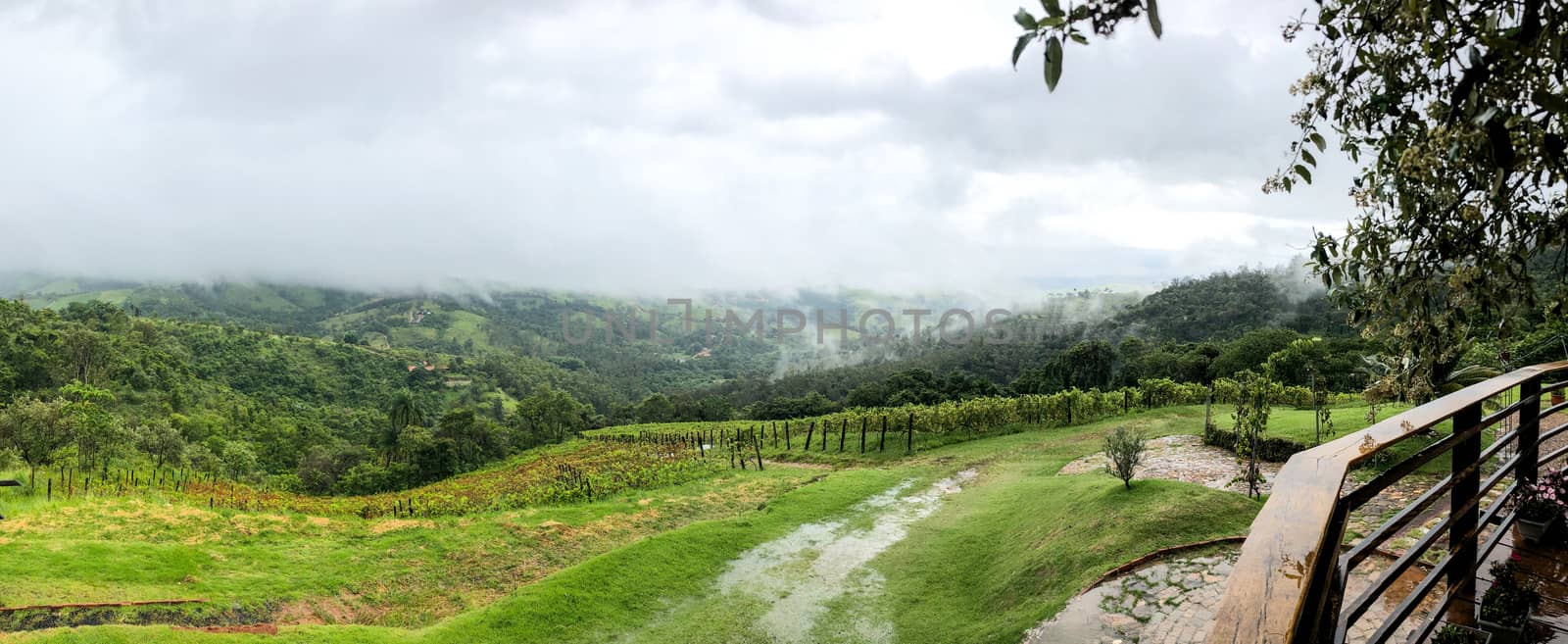 Vineyards in the mountain during cloudy raining season by Bonandbon