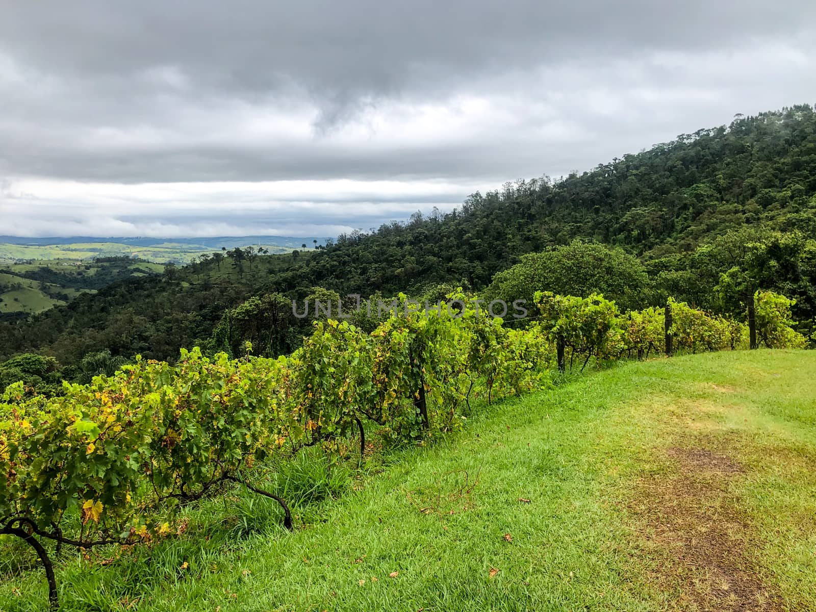 Vineyards in the mountain during cloudy raining season. Grapevines in the green hills. Vineyards for making wine grown in the valleys on rainy days and fog blowing through.