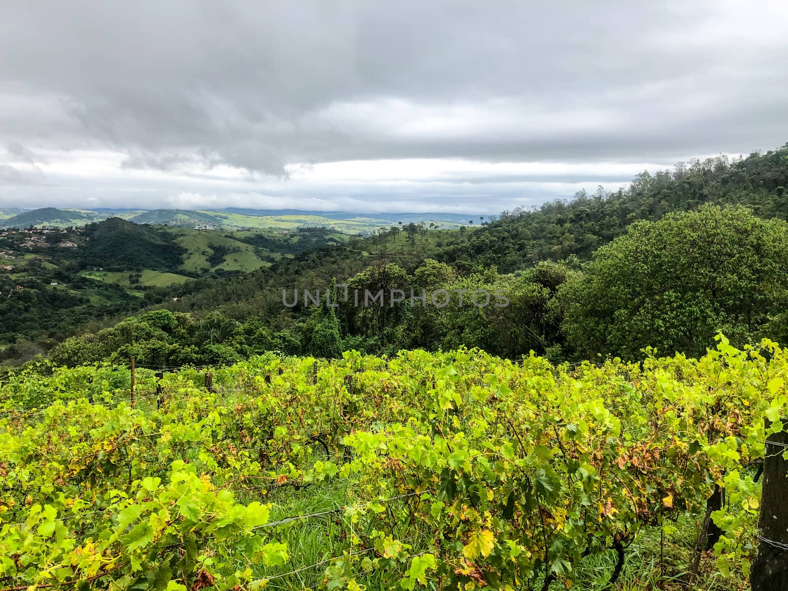 Vineyards in the mountain during cloudy raining season. Grapevines in the green hills. Vineyards for making wine grown in the valleys on rainy days and fog blowing through.