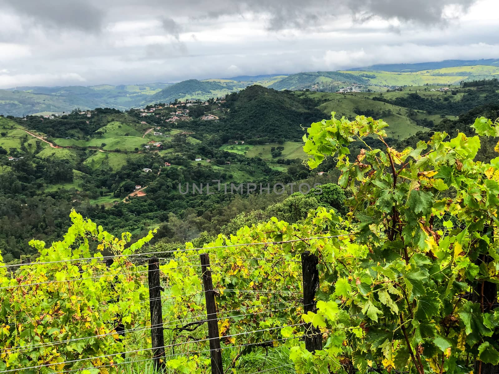 Vineyards in the mountain during cloudy raining season. Grapevines in the green hills. Vineyards for making wine grown in the valleys on rainy days and fog blowing through.