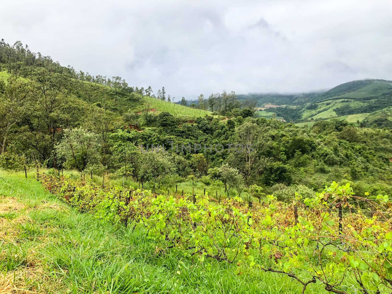 Vineyards in the mountain during cloudy raining season by Bonandbon