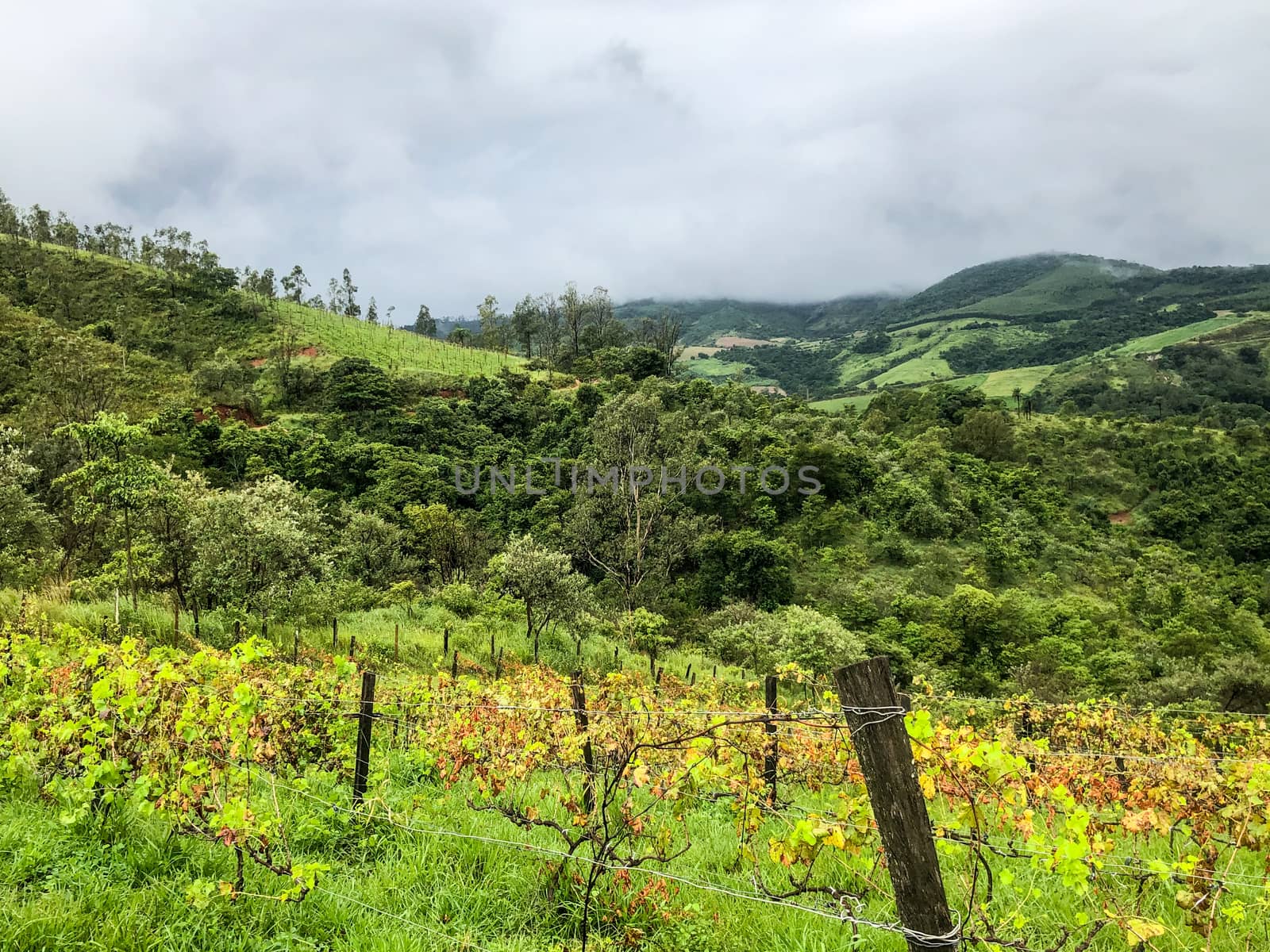 Vineyards in the mountain during cloudy raining season. Grapevines in the green hills. Vineyards for making wine grown in the valleys on rainy days and fog blowing through.