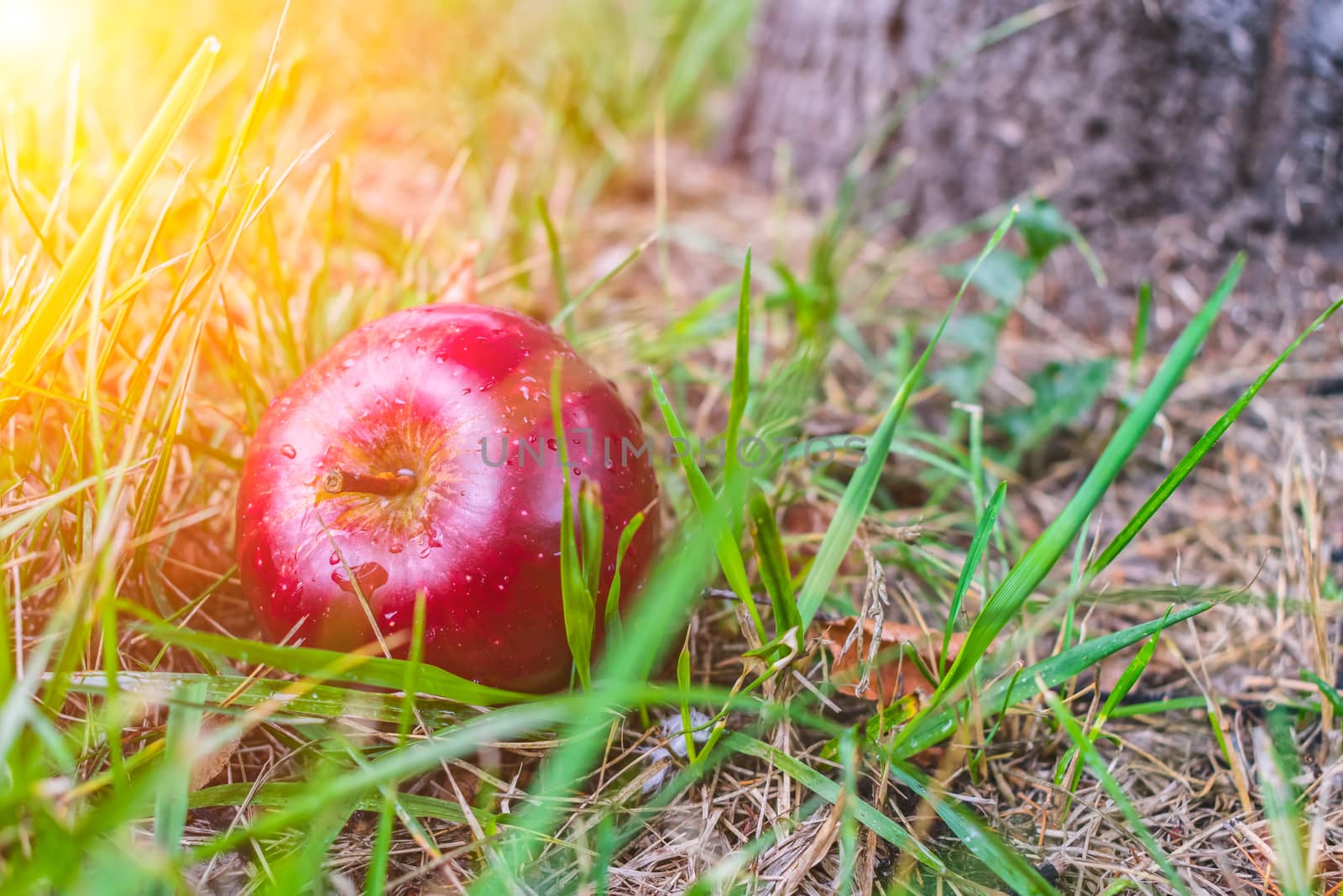 A red and juicy apple that has fallen from a tree lies in the grass in the sun