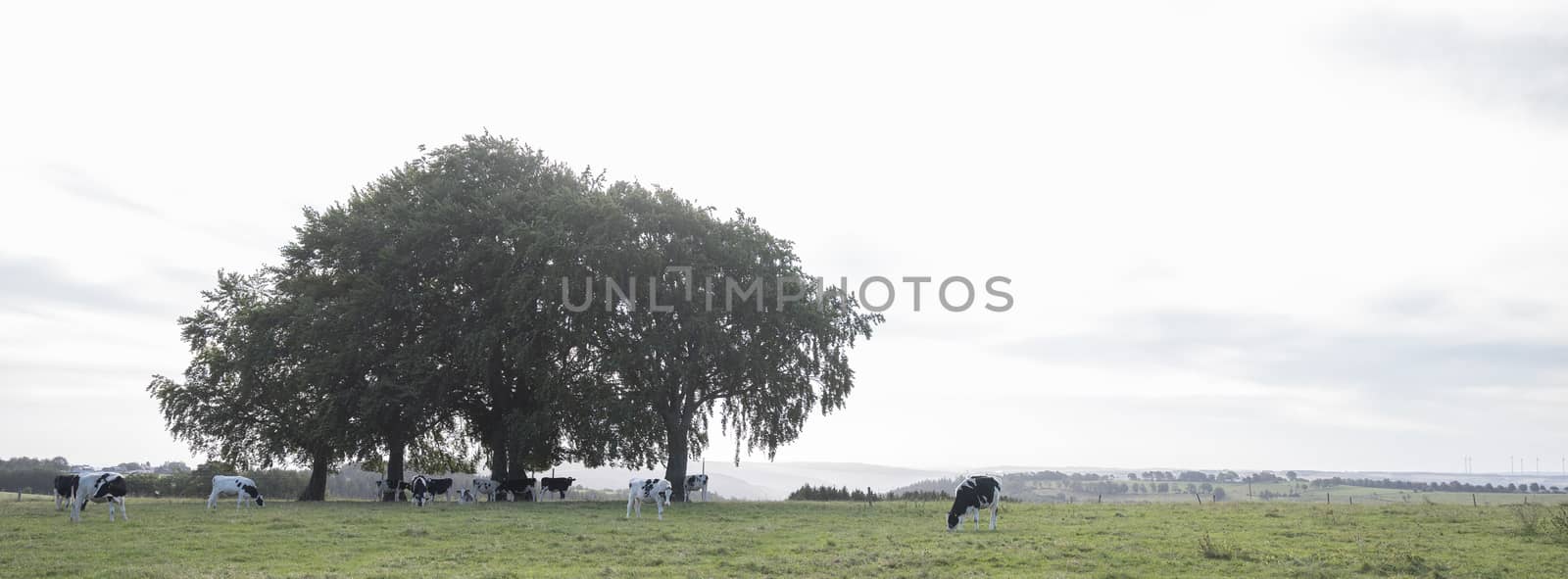 morning landscape with trees and young cows in meadow of german eifel