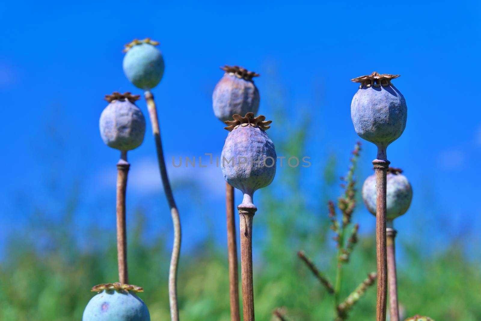 Close up on the seed heads or seed pods of poppies growing outdoors in a field