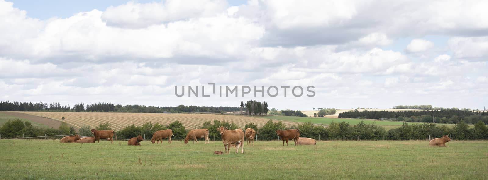 brown cows in hills of german eifel countryside landscape in summer