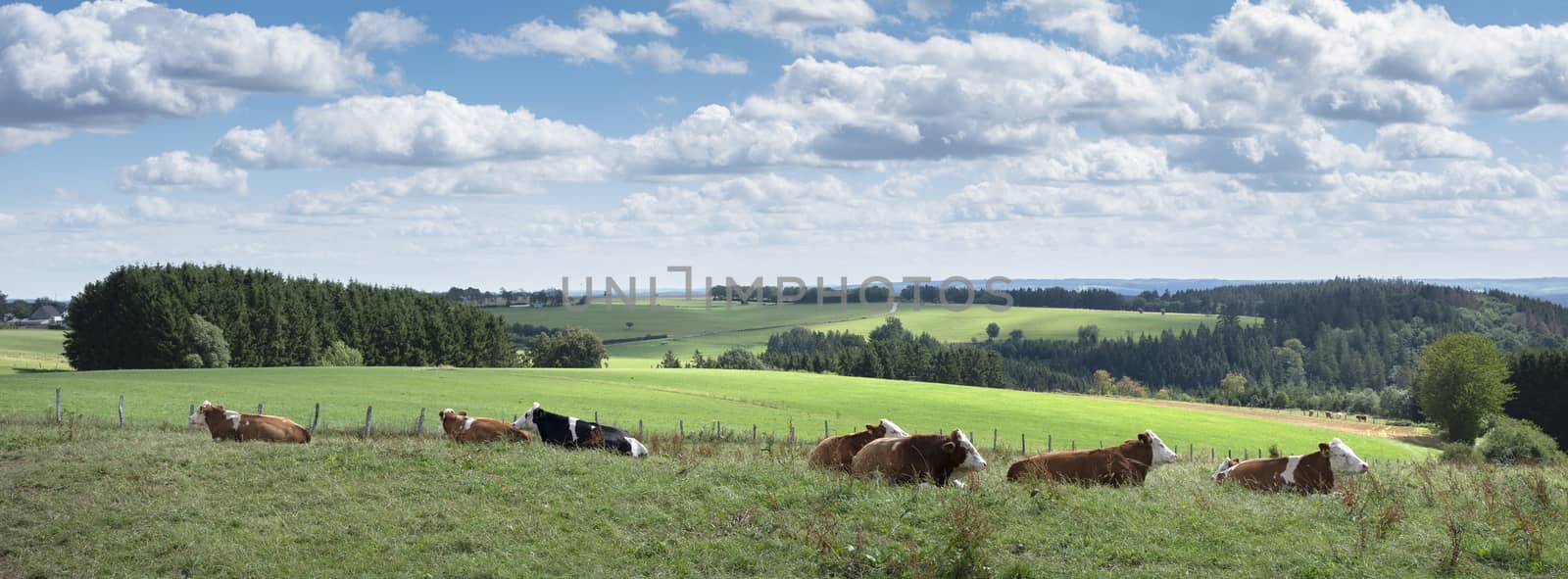 cows lie in meadow with countryside landscape of german eifel in the background by ahavelaar