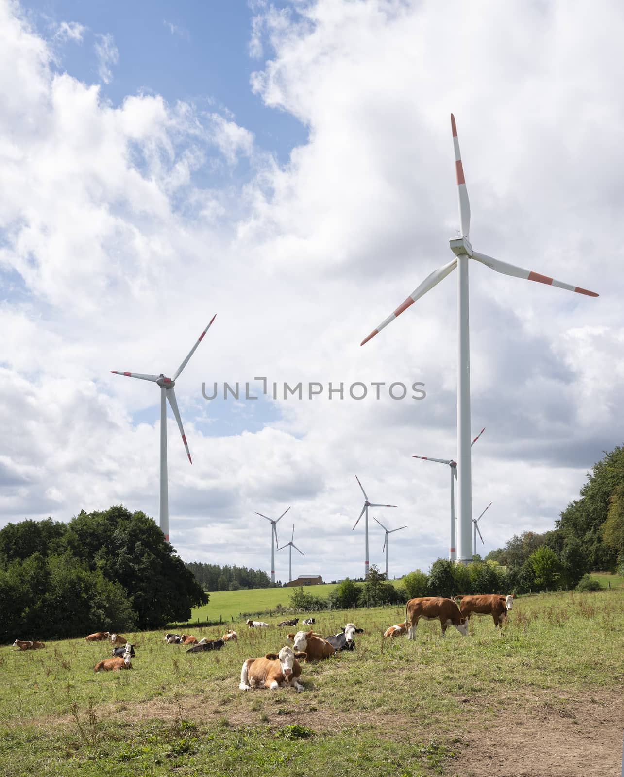meadows with cows and wind turbines in german eifel