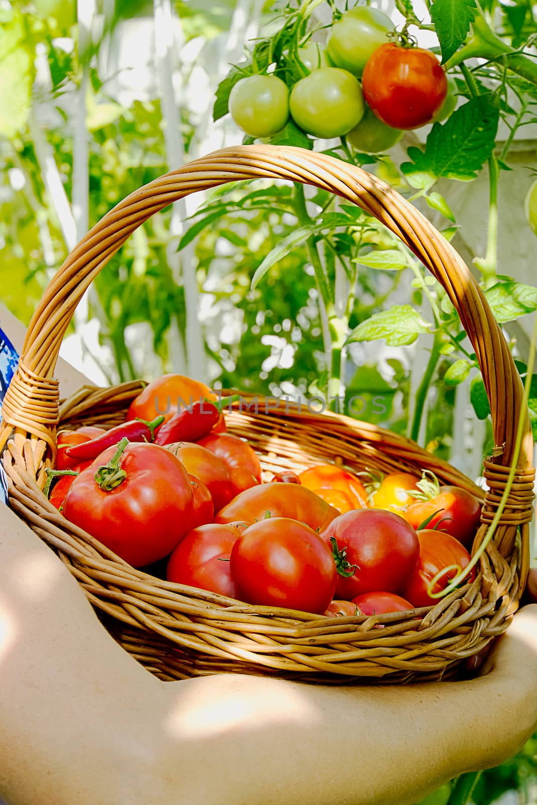 in the greenhouse the girl's hand collects ripe red ecological tomatoes into a wicker basket. eco food home gardening concept. by PhotoTime