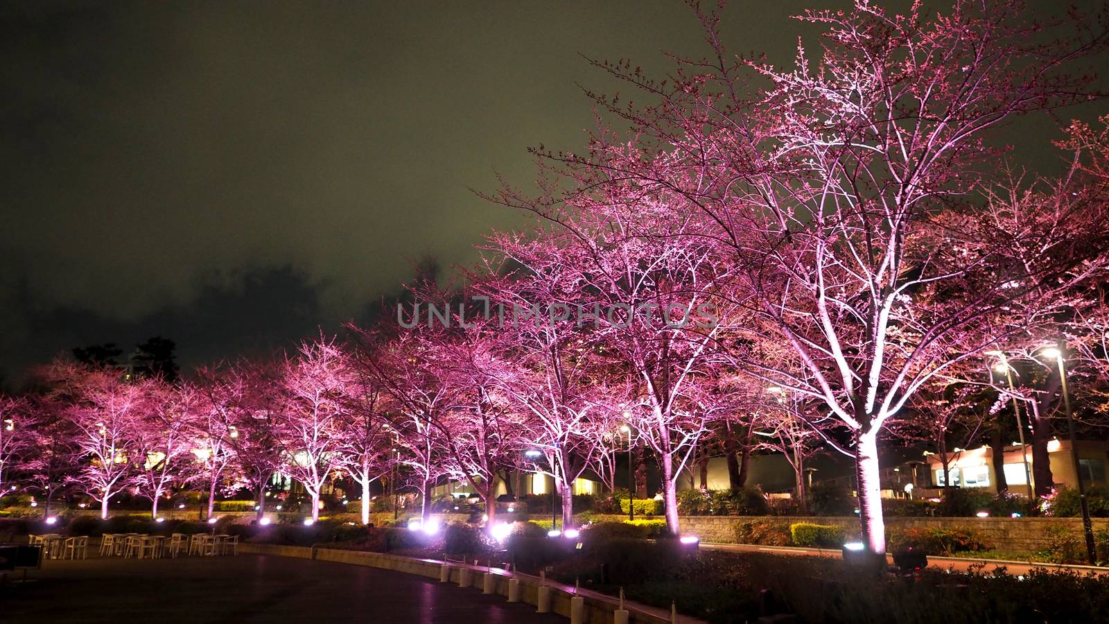 Pink sakura or cherry blossom at night in Roppongi Tokyo Midtown and light and flare in to camera and background landscape.