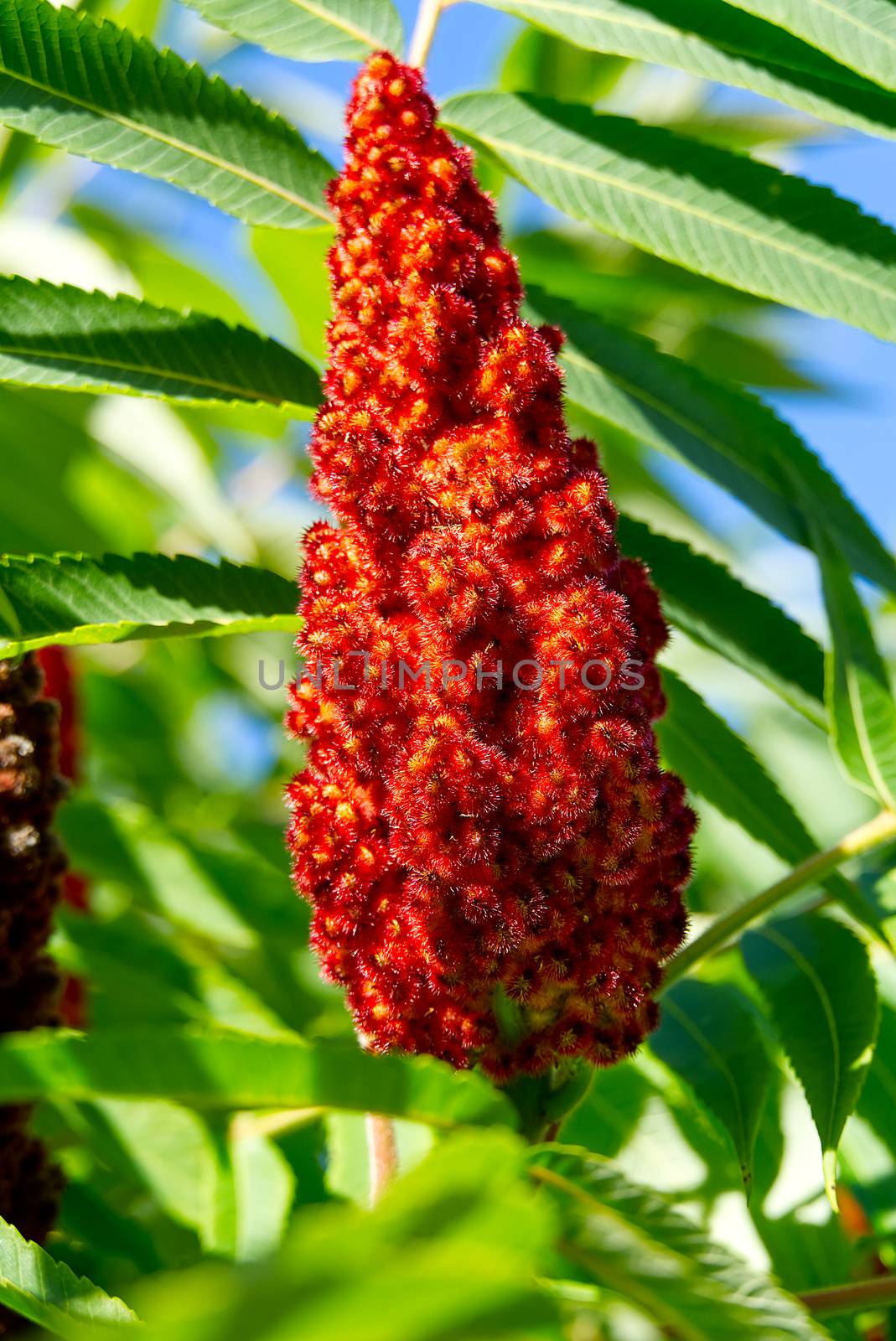 Red blossom of Blooming sumac vinegar tree, Rhus typhina, close-up in sunny summer day