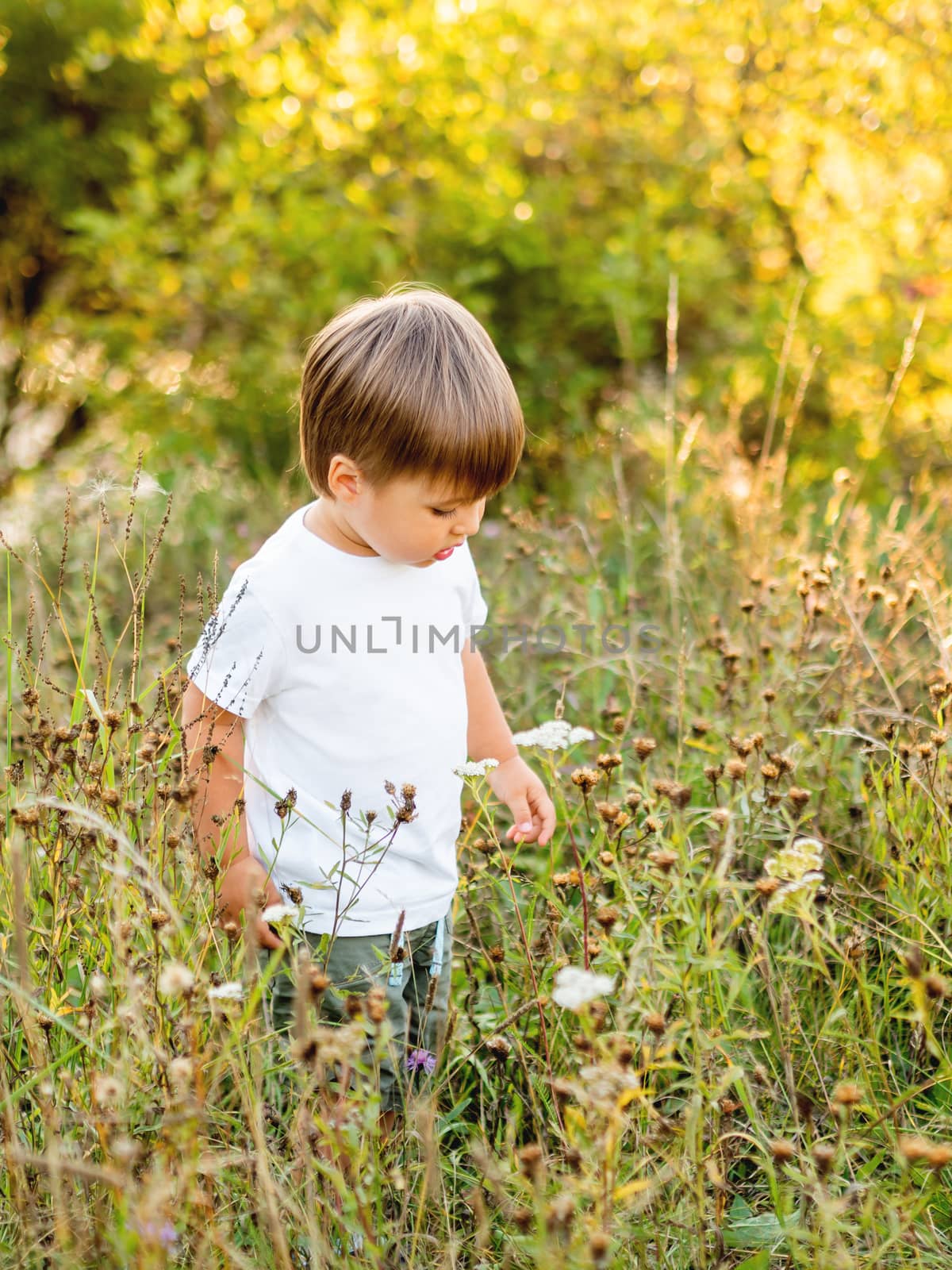 Cute little boy is sniffing flowers on field. Outdoor leisure activity for toddler. Autumn season. Orange sunset light.