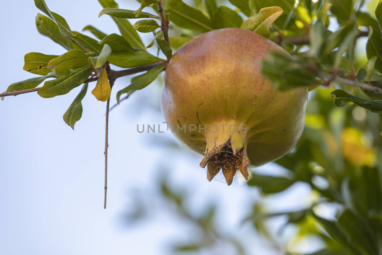 A delicious natural ripe pomegranate fruit hangs from the branches of a pomegranate tree, on a late August afternoon, in the small town of Agon, Zaragoza province.