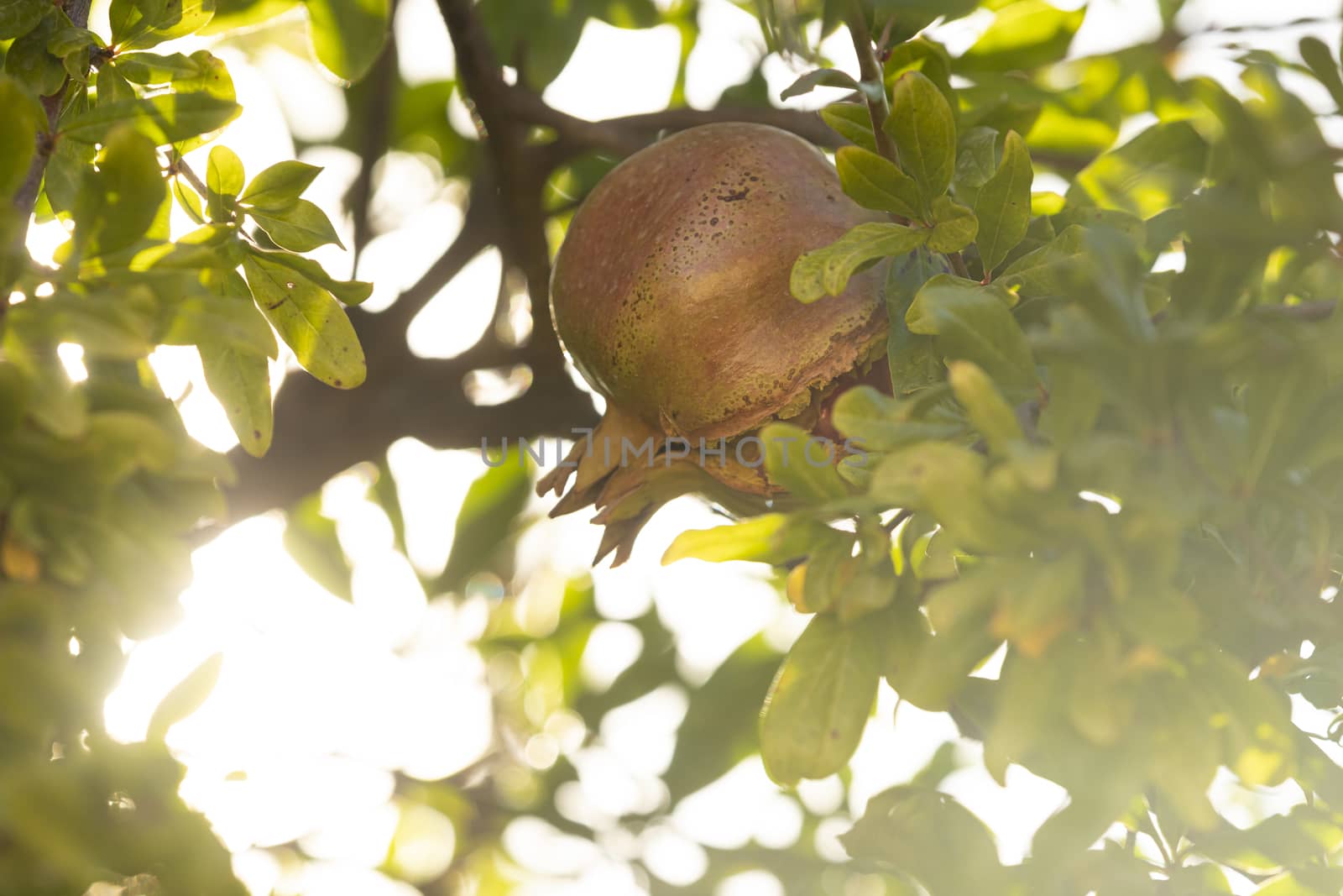 Pomegranate fruit hangs from the branches of a tree in Spain by alvarobueno