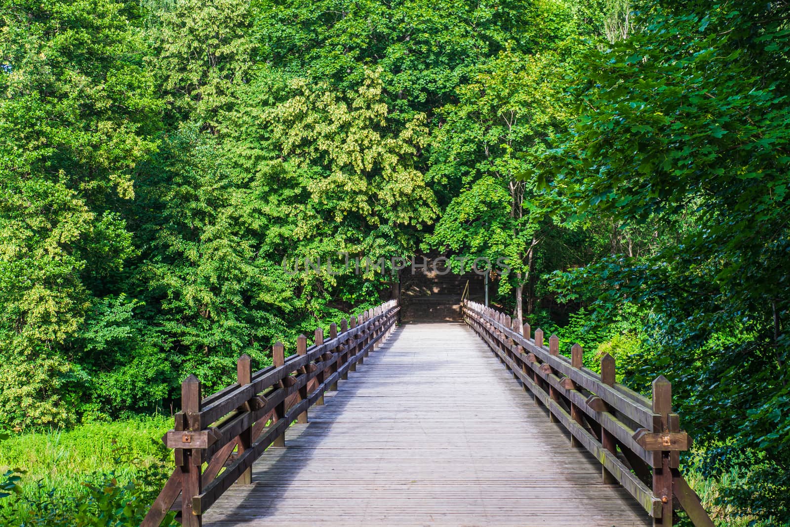 Old Wooden Bridge Over River in Deep Forest View