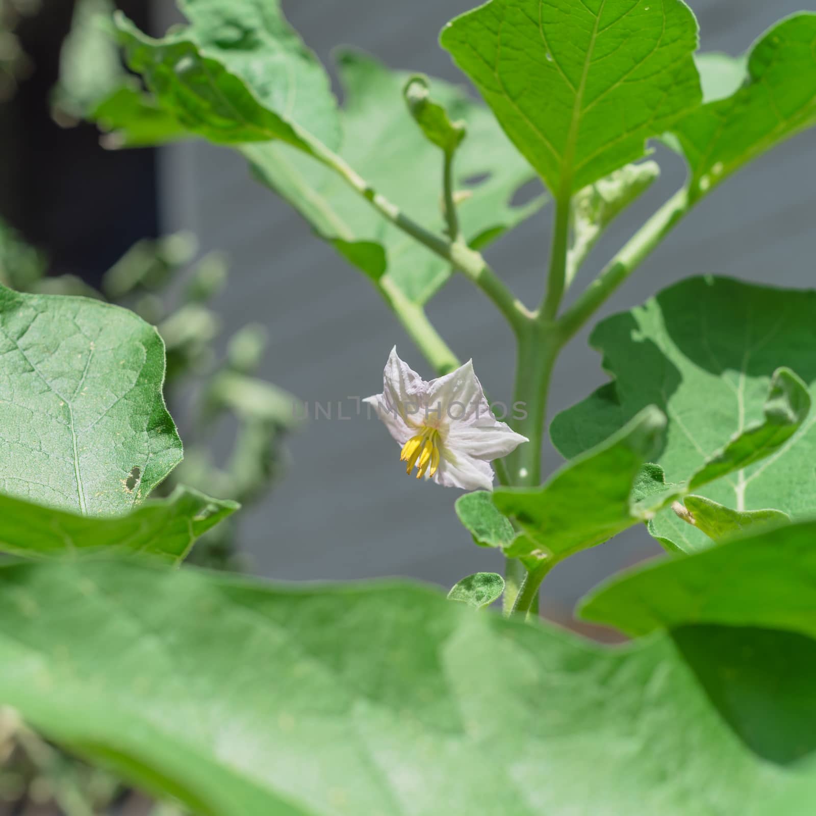 Selective focus blossom eggplant flower on vigorous plant at organic backyard garden near Dallas, Texas, America. Aubergine or brinjal is a plant species in the nightshade family Solanaceae