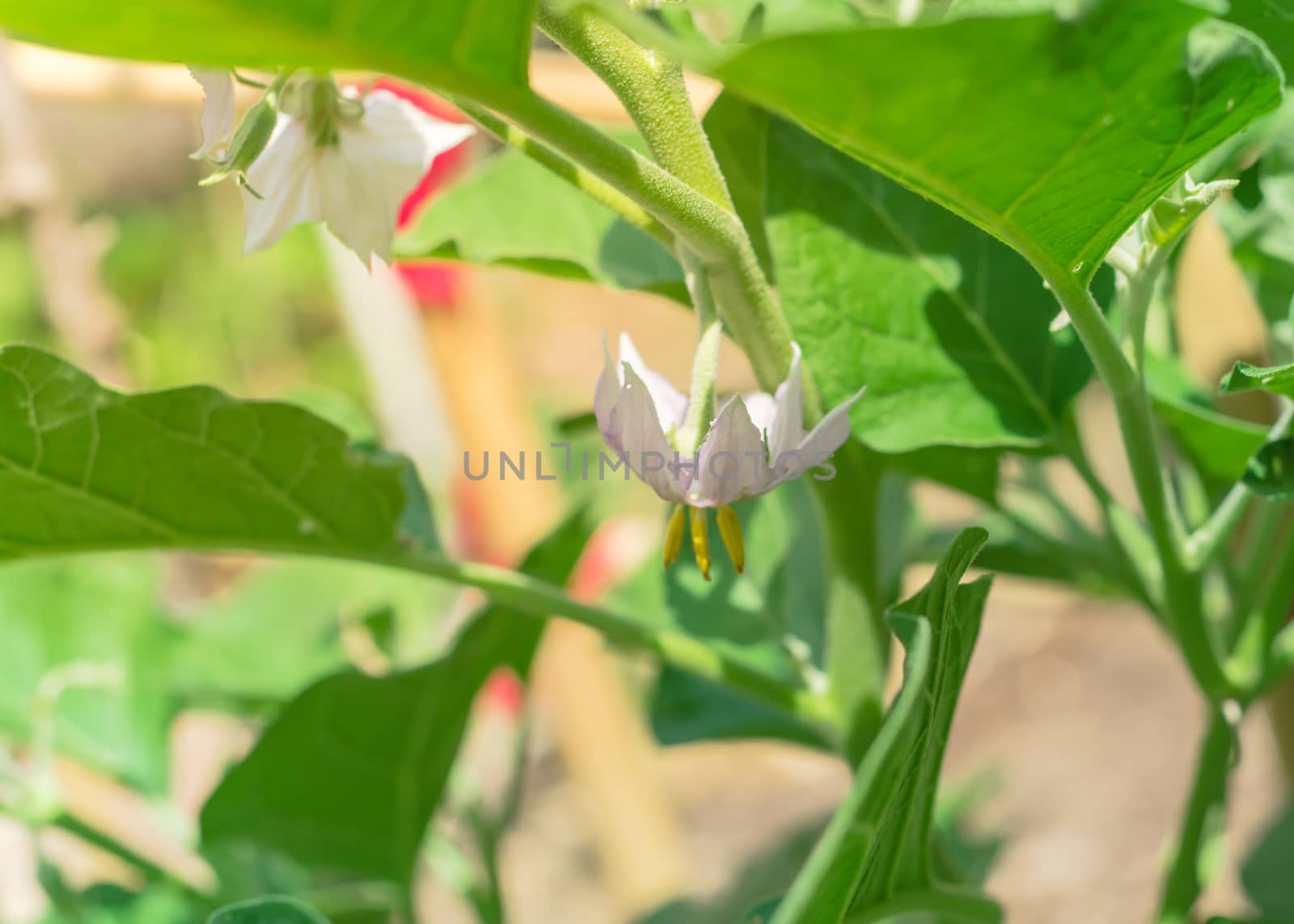 Top view of blossom purple eggplant flowers at homegrown garden near Dallas, Texas, USA by trongnguyen