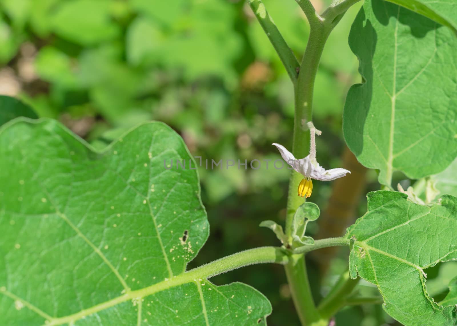 Close-up blooming eggplant flower on vigorous plant at organic backyard garden near Dallas, Texas, America. Aubergine or brinjal is a plant species in the nightshade family Solanaceae