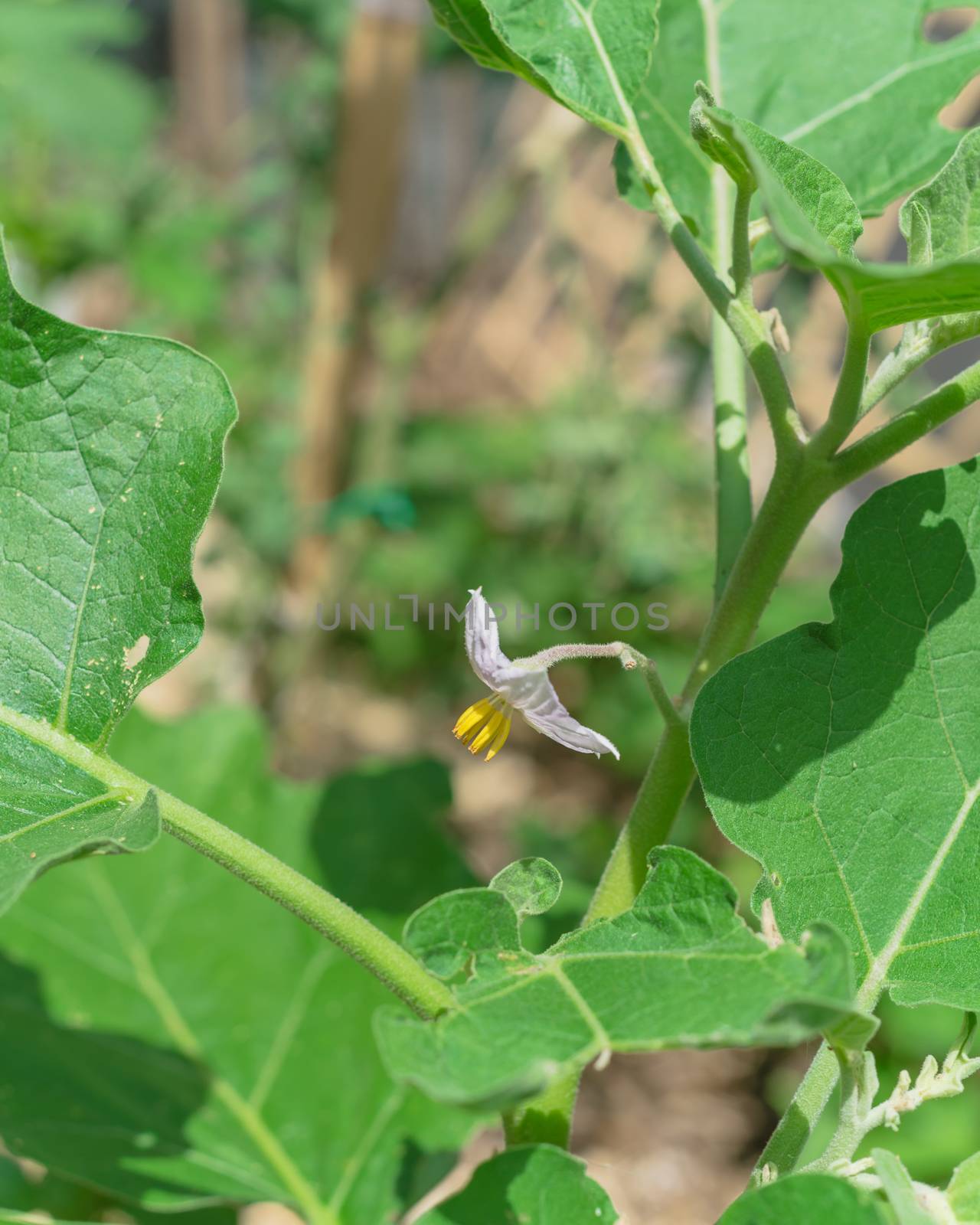 Shallow DOF blooming purple eggplant flowers at homegrown garden near Dallas, Texas, USA by trongnguyen