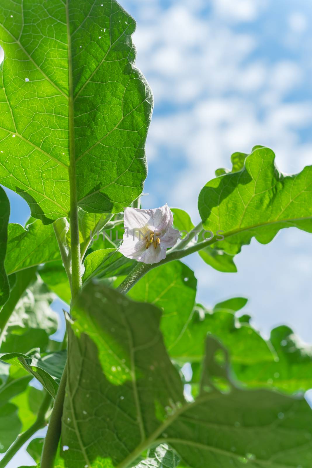 Upward view of blooming eggplant flower on vigorous plant under cloud blue sky at organic backyard garden near Dallas, Texas, America. Aubergine or brinjal is a species in nightshade family Solanaceae