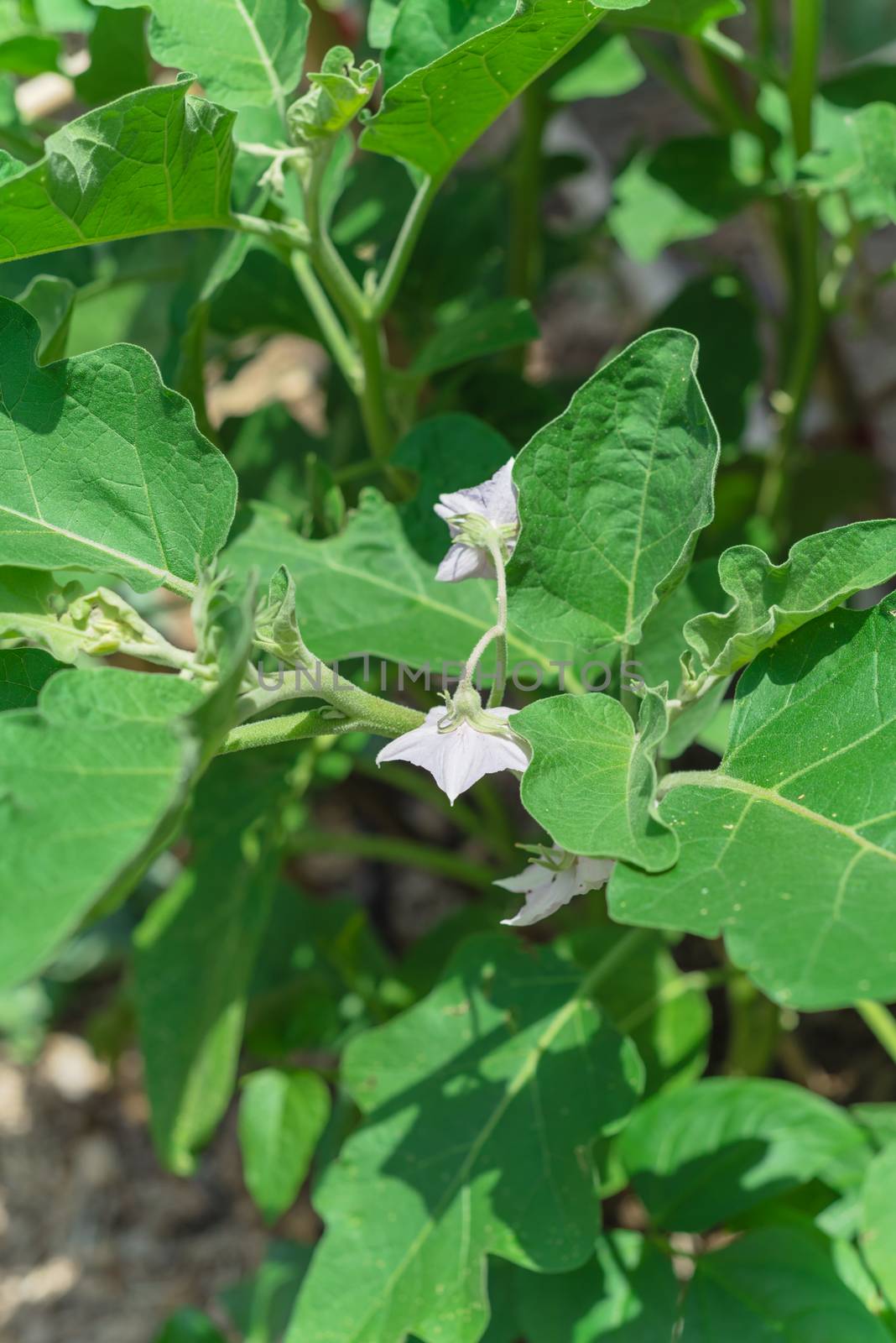 Top view of blossom purple eggplant flowers at homegrown garden near Dallas, Texas, USA by trongnguyen