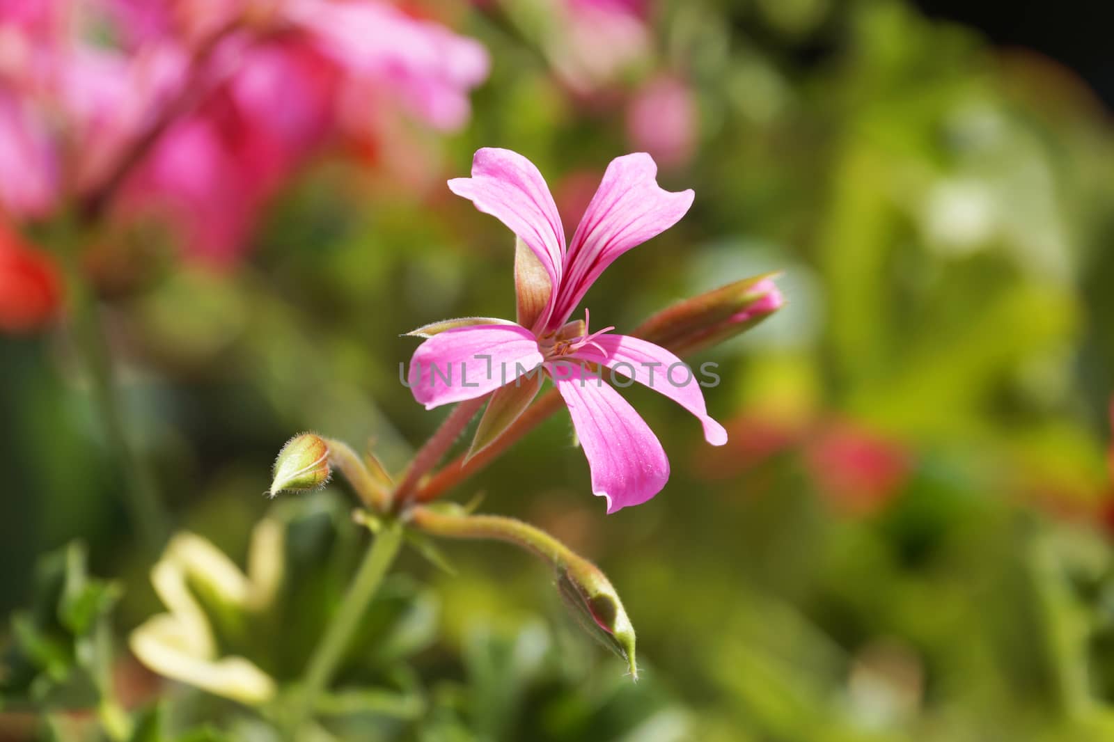 pink pelargonium close-up on nature background by Annado