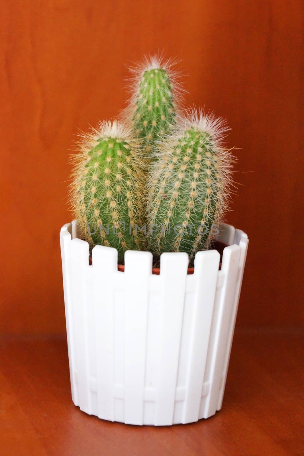 cactus in a white pot on a wooden background by Annado