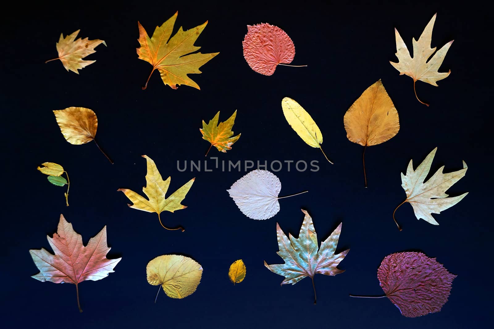 autumn leaves on a black background close-up by Annado